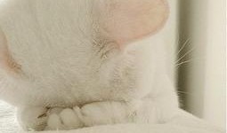 猫咪爆料视频大全集播放,视频大全集精彩瞬间回顾